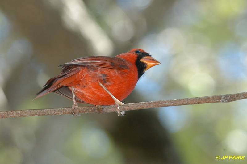 Cardinalis cardinalis